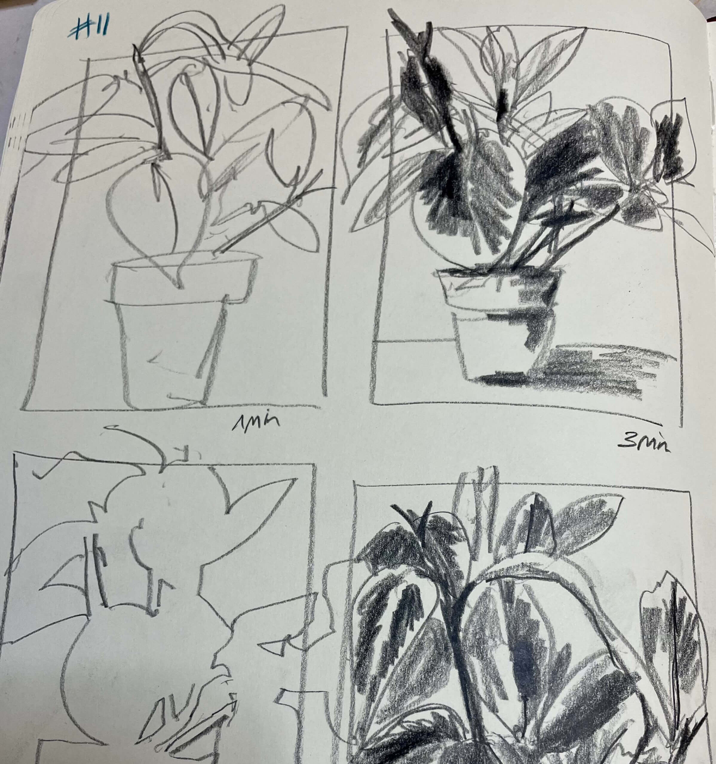 daily drawing thumbnail exercises in pencils of a plant